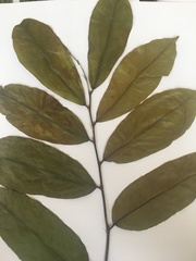 Magnoliopsida