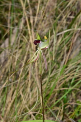Caladenia atrovespa