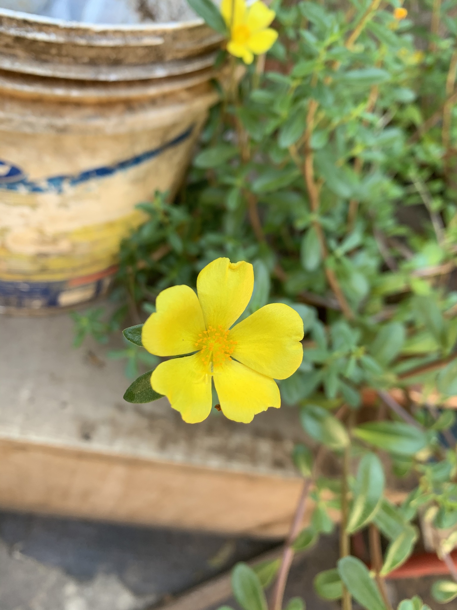 Portulaca umbraticola