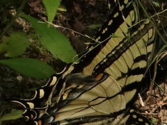 Papilio appalachiensis