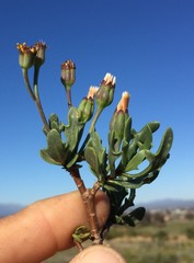 Othonna retrofracta