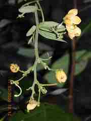 Senna quinquangulata