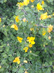 Chamaecrista greggii