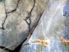 Heremites auratus