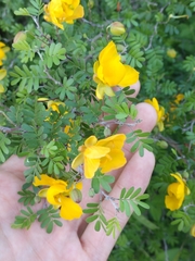 Chamaecrista greggii