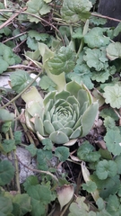 Sempervivum tectorum