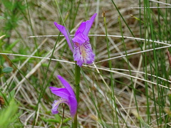 Arethusa bulbosa