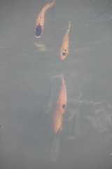 Oreochromis