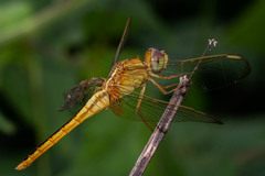 Anisoptera