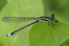 Ischnura senegalensis
