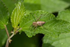 Oxyopes