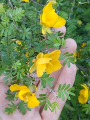 Chamaecrista greggii