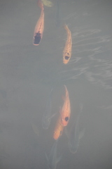 Oreochromis