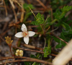 Cyanothamnus nanus nanus