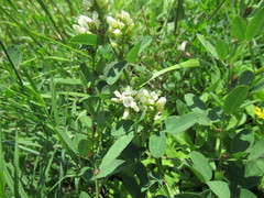 Lespedeza juncea