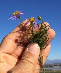 Felicia filifolia
