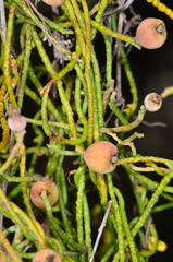 Cassytha pubescens