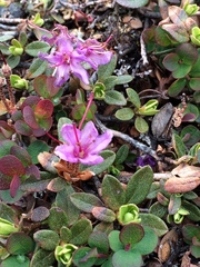 Rhododendron lapponicum