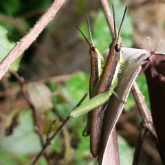 Neorthacris