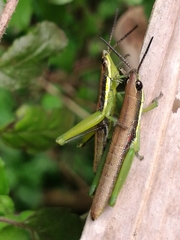 Neorthacris