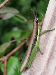 Neorthacris