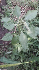 Amaranthus retroflexus