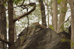 Panthera pardus fusca