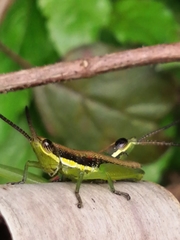 Neorthacris