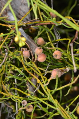 Cassytha pubescens