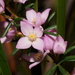 Boronia pilosa torquata - Photo (c) Reiner Richter, some rights reserved (CC BY-NC-SA), uploaded by Reiner Richter