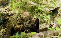 Papilio appalachiensis
