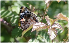 Vanessa atalanta
