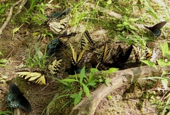 Papilio appalachiensis