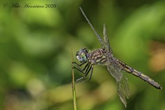 Pachydiplax longipennis