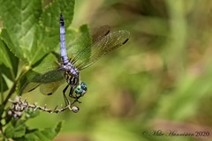 Pachydiplax longipennis