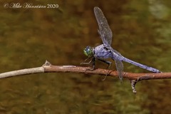Erythemis simplicicollis