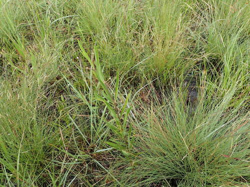 Asclepias longifolia image