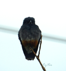 Chelidoptera tenebrosa