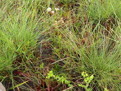 Linum floridanum