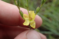 Linum floridanum