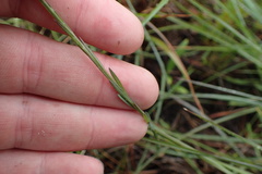 Linum floridanum