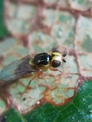 Thaumatomyia notata