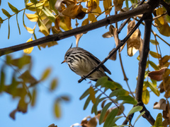 Anairetes flavirostris