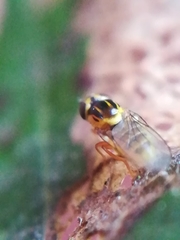 Thaumatomyia notata