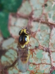 Thaumatomyia notata
