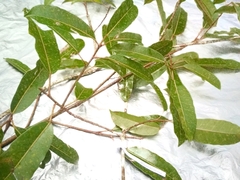 Ficus caulocarpa