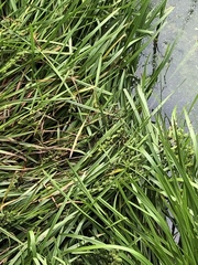 Sparganium erectum