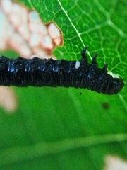 Thaumatomyia notata