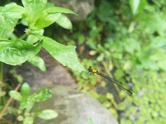 Prodasineura croconota