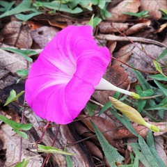 Ipomoea elongata
